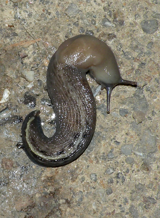 Limax aldrovandi Moquin-Tandon 1855 dall''Appennino Reggiano